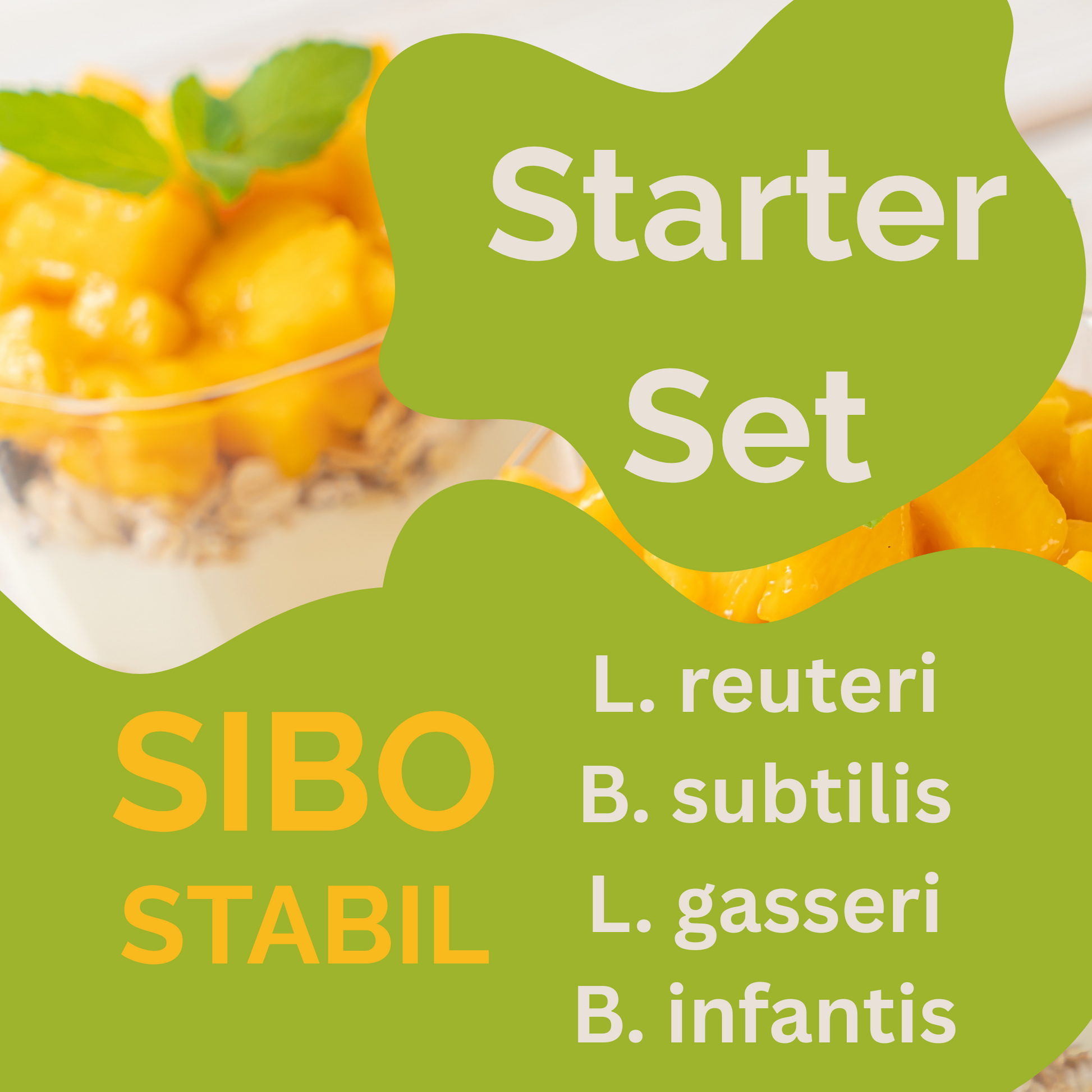 Starterset „SIBO Stabil" | L. reuteri, B. subtilis, L. gasseri, B. infantis-yoghurt